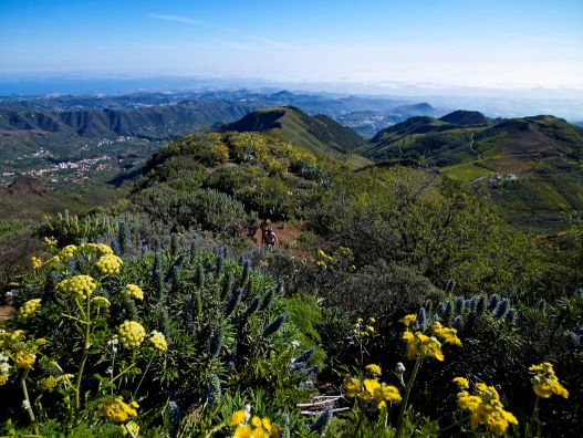 Vandretur rute 9 Los Marteles Caldera - Tenteniguada via Los Alfaques. Blue Tajinaste Routes