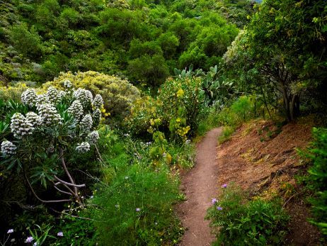 Vandretur rute 2 Caldera de Los Marteles – Las Vegas por el barranco de Los Cernícalo