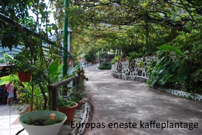 Europas eneste kaffeplantage 01